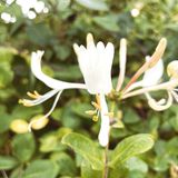 Bohuslän - provincial flower, honeysuckle
